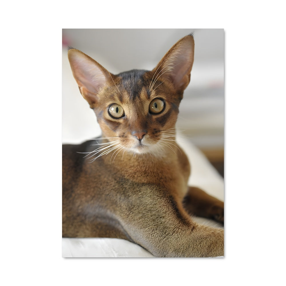 Poster Paresseux Éveillé