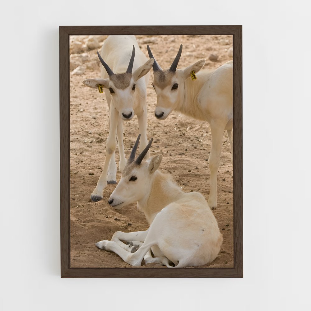 ap-addax-6 cadre Bois foncé