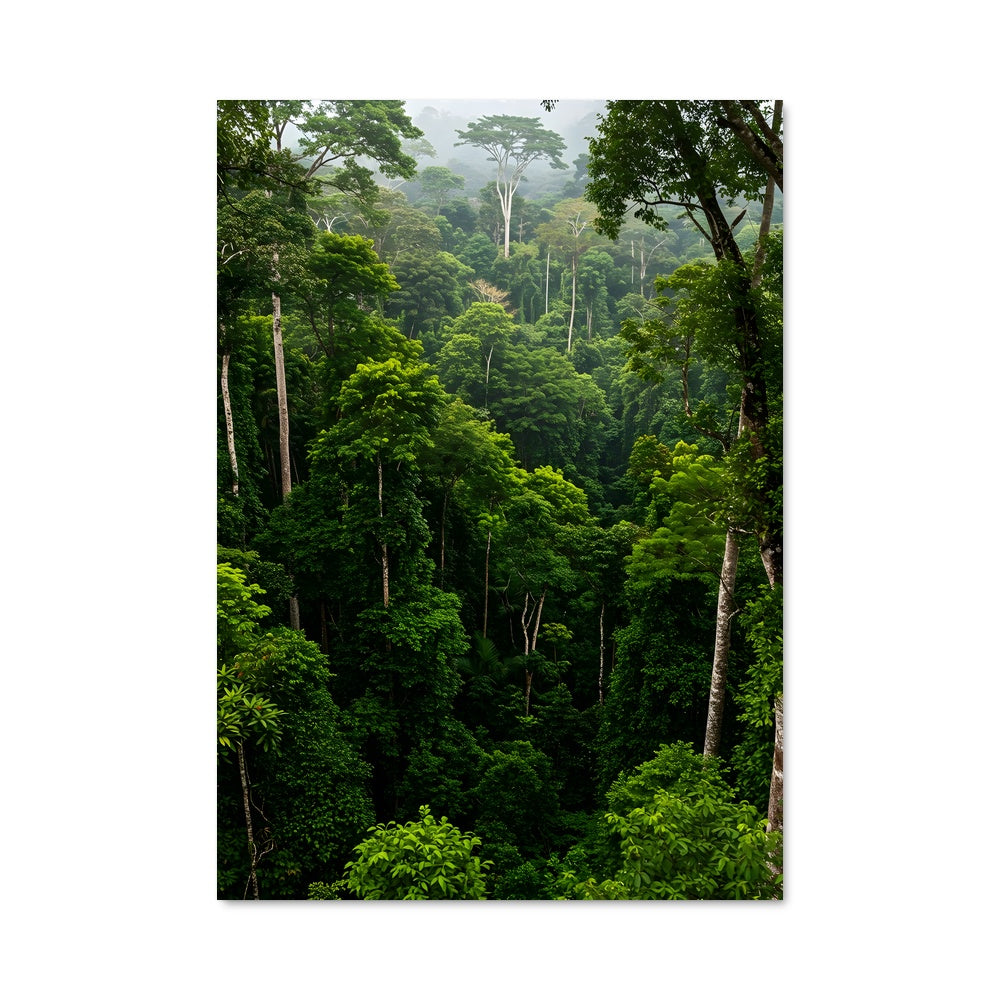 Poster Canopée Amazonienne