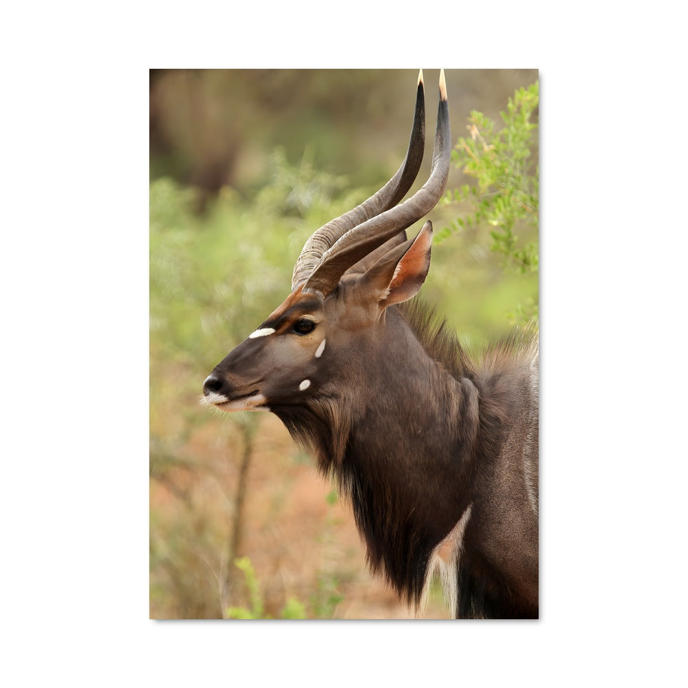 Poster La Corne Magnifique