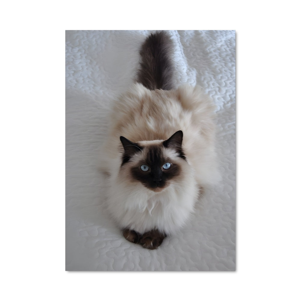 Poster Miroir des Cieux