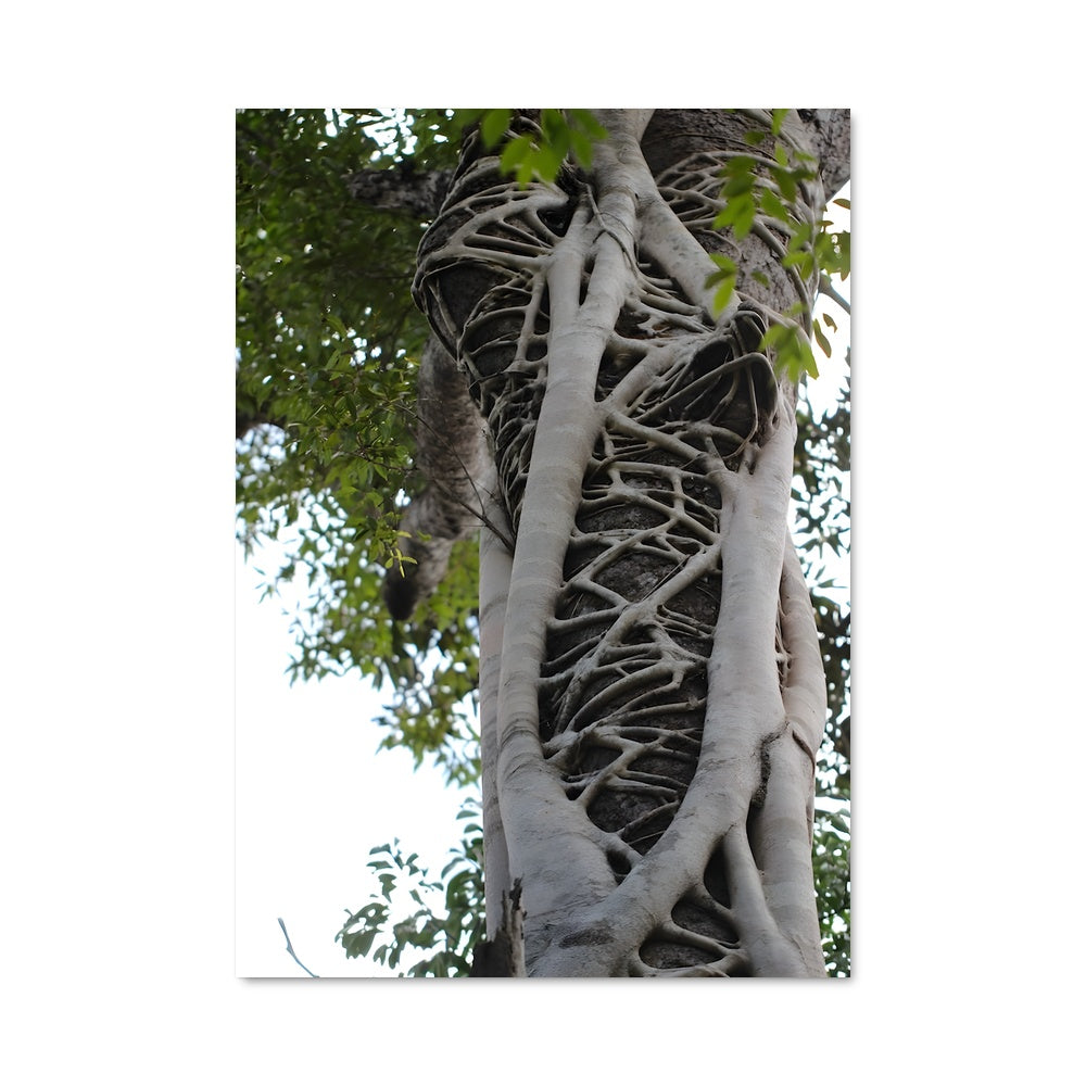 Poster L'Arbre aux Mille Branches