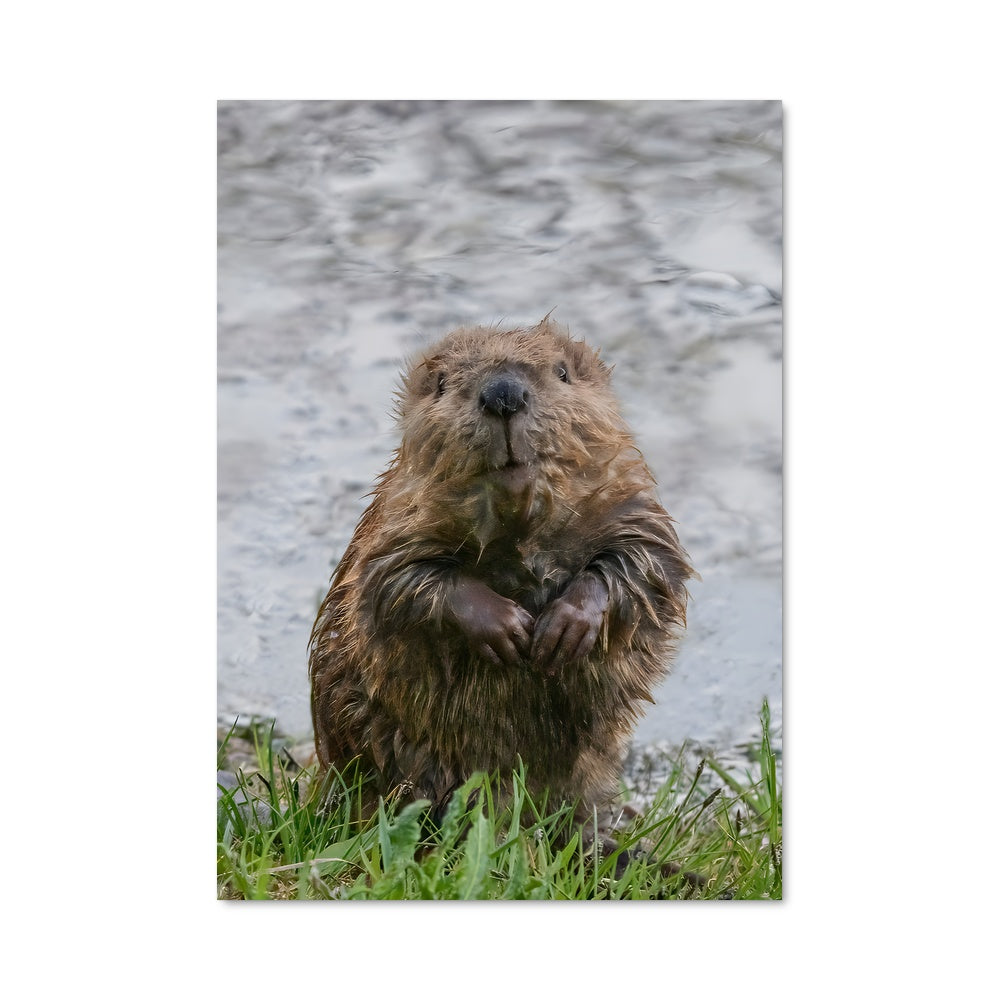 Poster Castor Mouillé