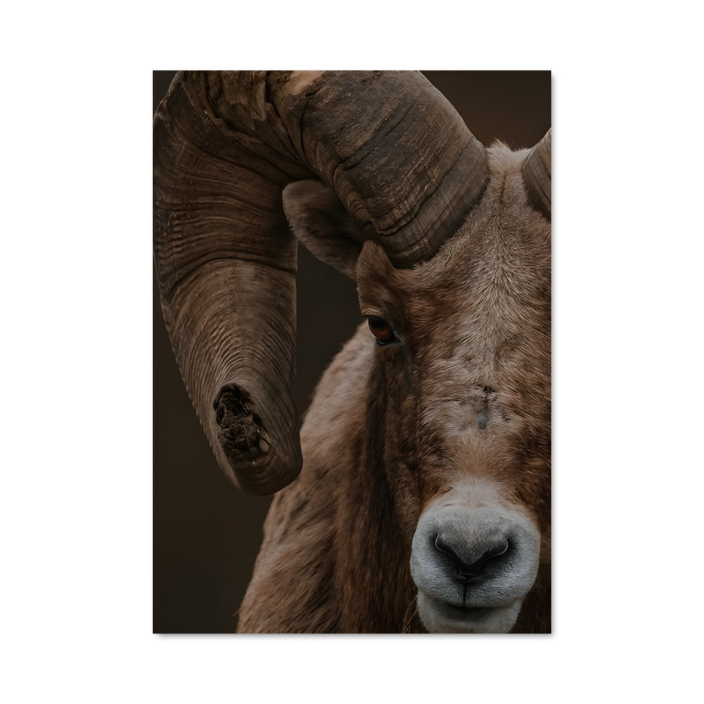 Poster Bighorn Majesty