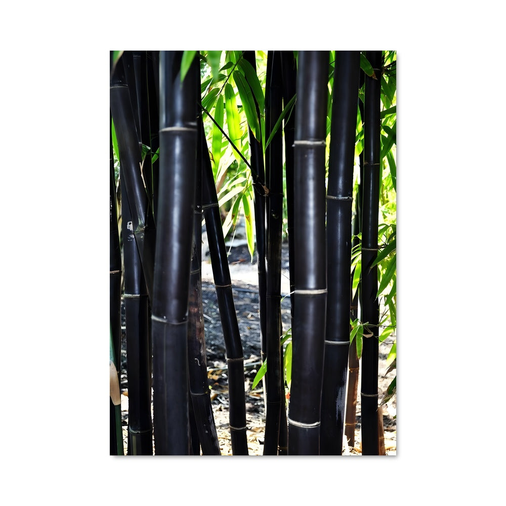 Poster Bambou Éternel