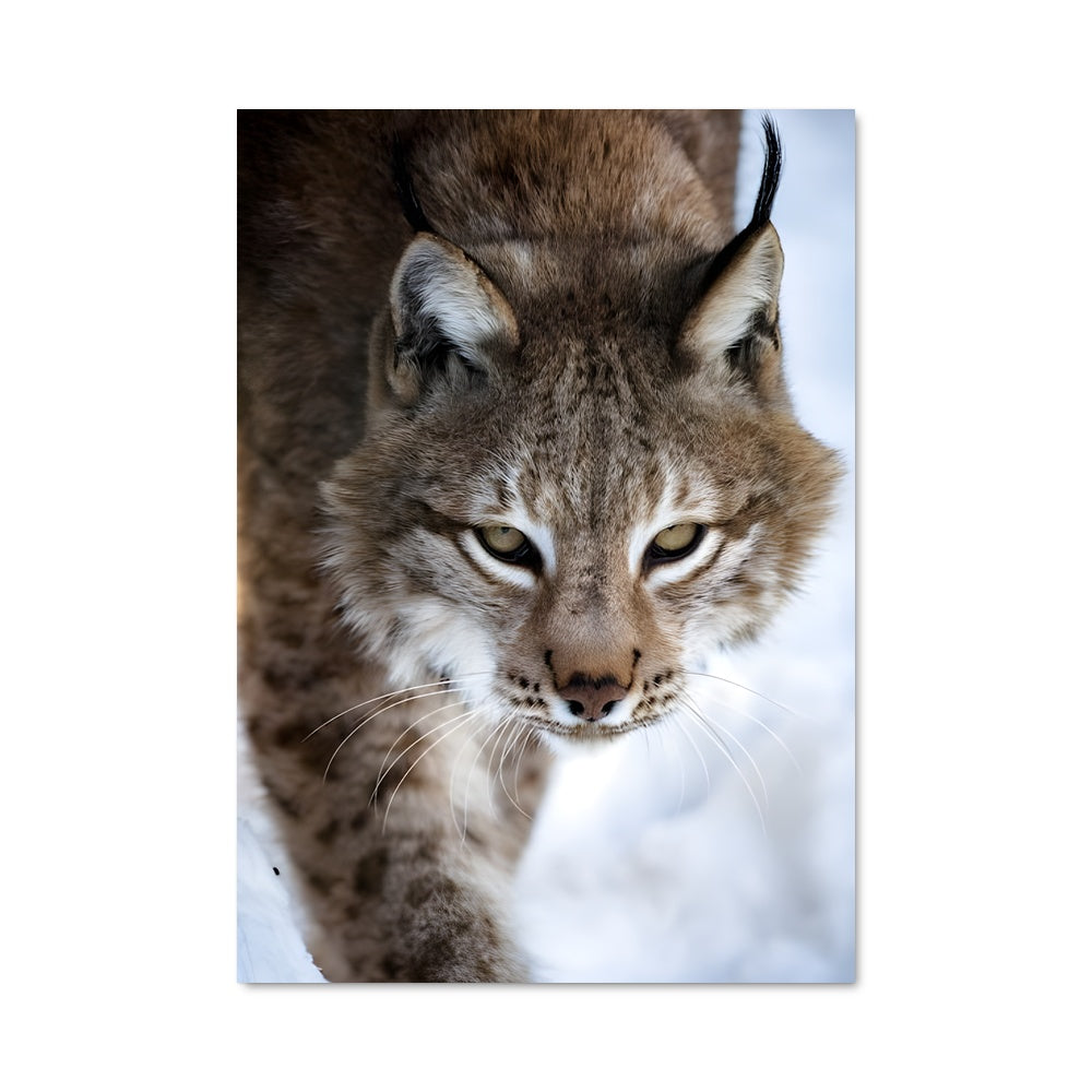 Poster Lynx des Rocheuses