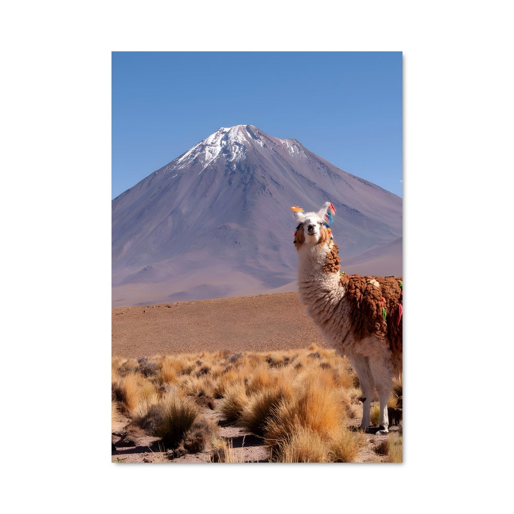 Poster Llama dans le Désert