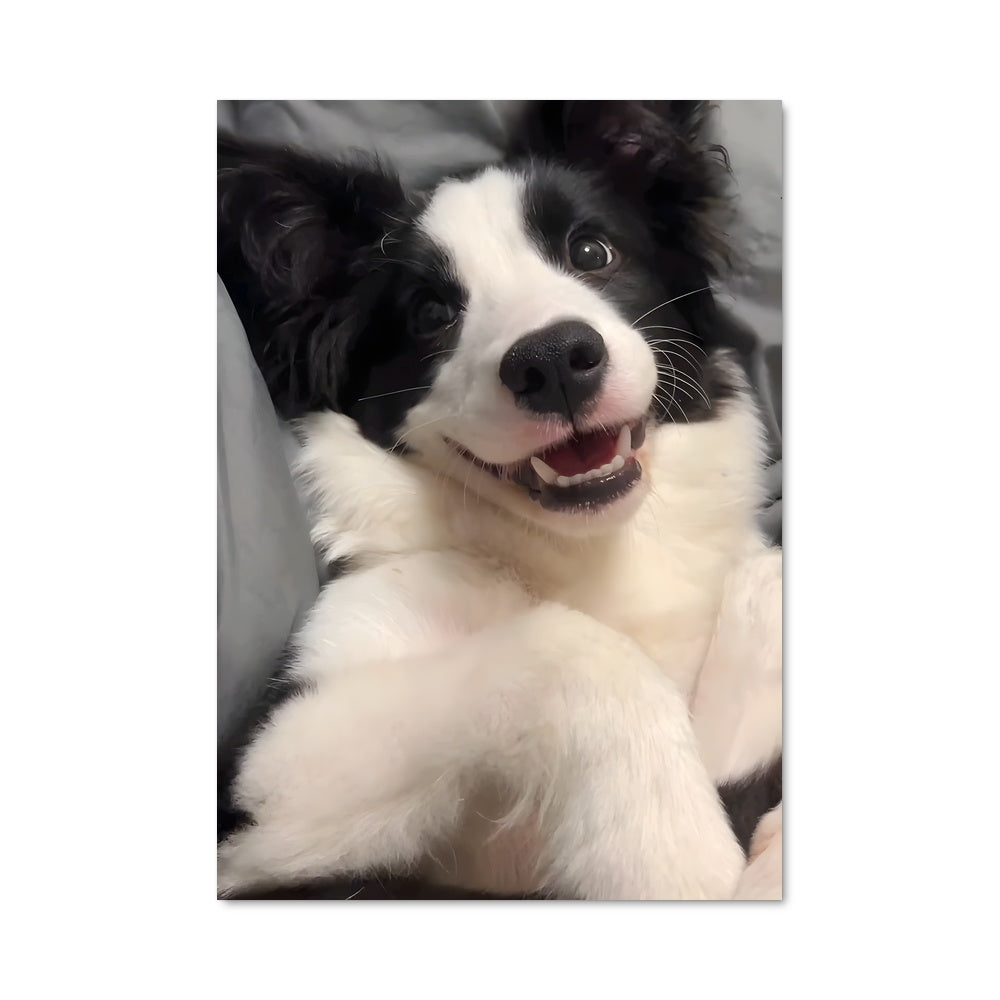 Poster Douceur Canine