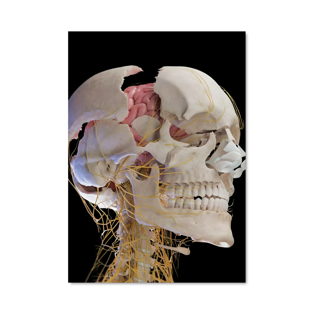 Poster Anatomie du Cerveau