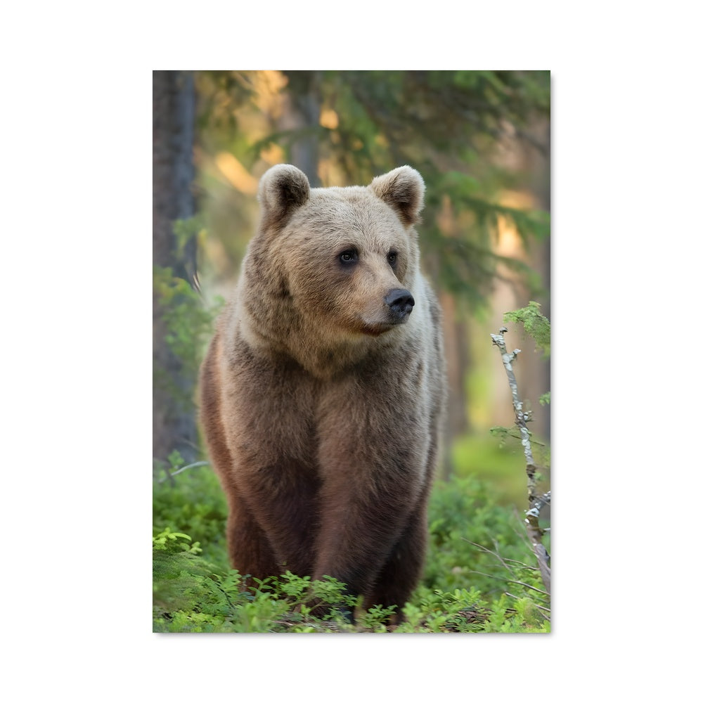 Poster Brown bear 83202