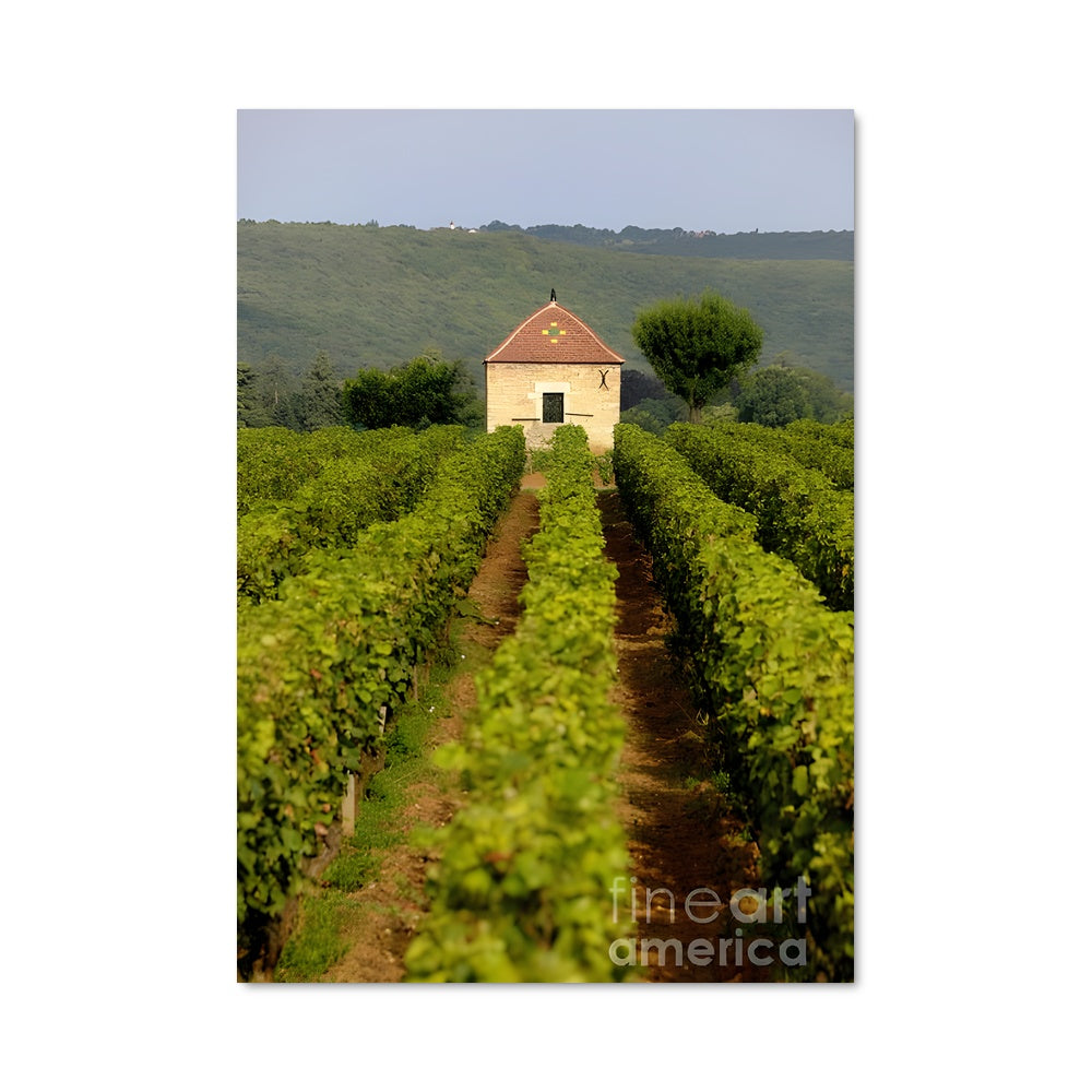 Poster Vignes en Bourgogne