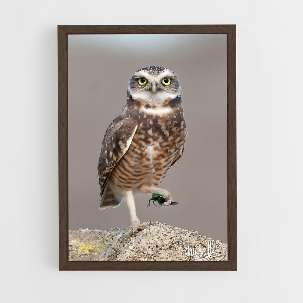 ap-burrowing owl-4 cadre Bois foncé