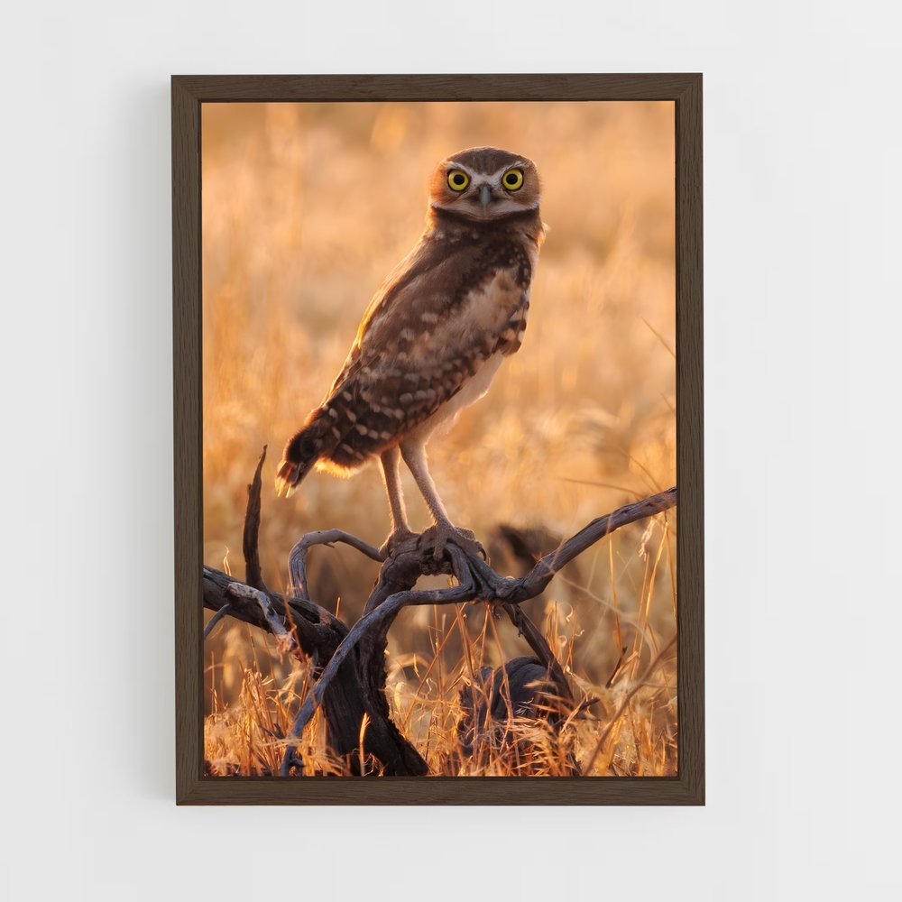 ap-burrowing owl-5 cadre Bois foncé