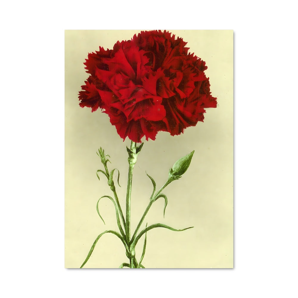 Poster Carnation 96488