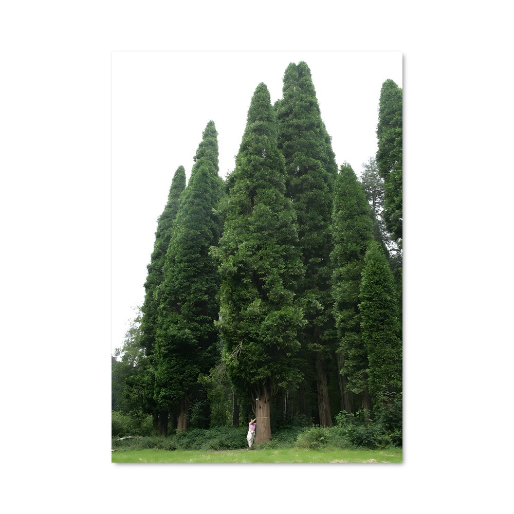 Poster Au Cœur du Cèdre