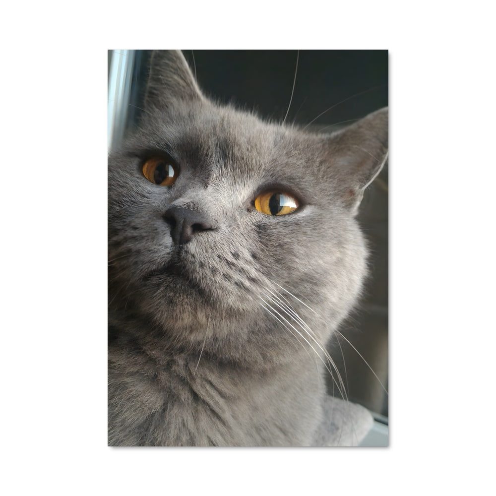 Poster Chartreux 84704