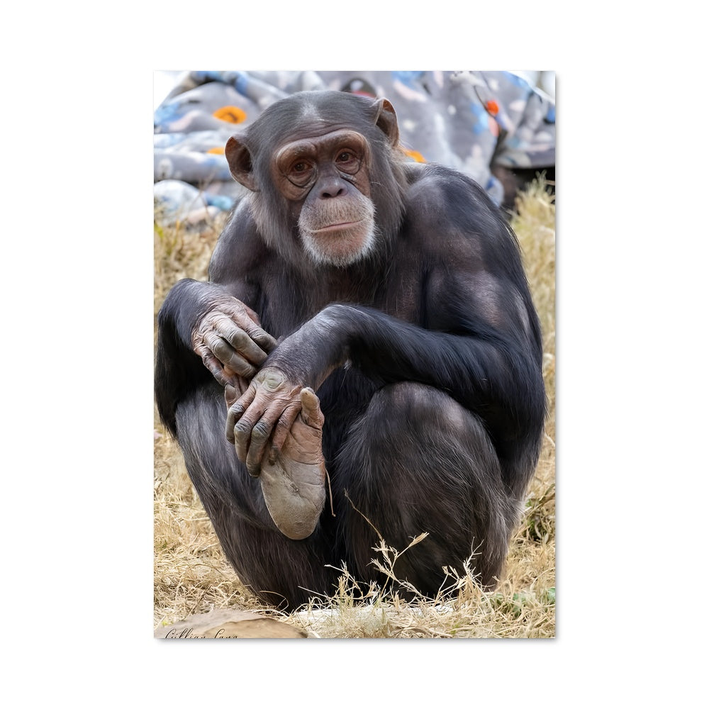 Poster Chimpanzé Curieux