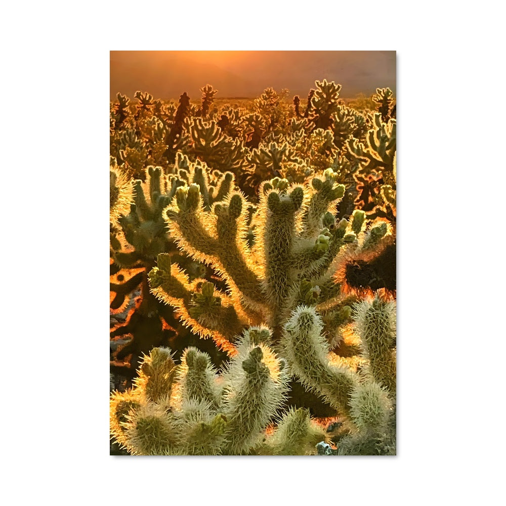 Poster Cactus Sunshine