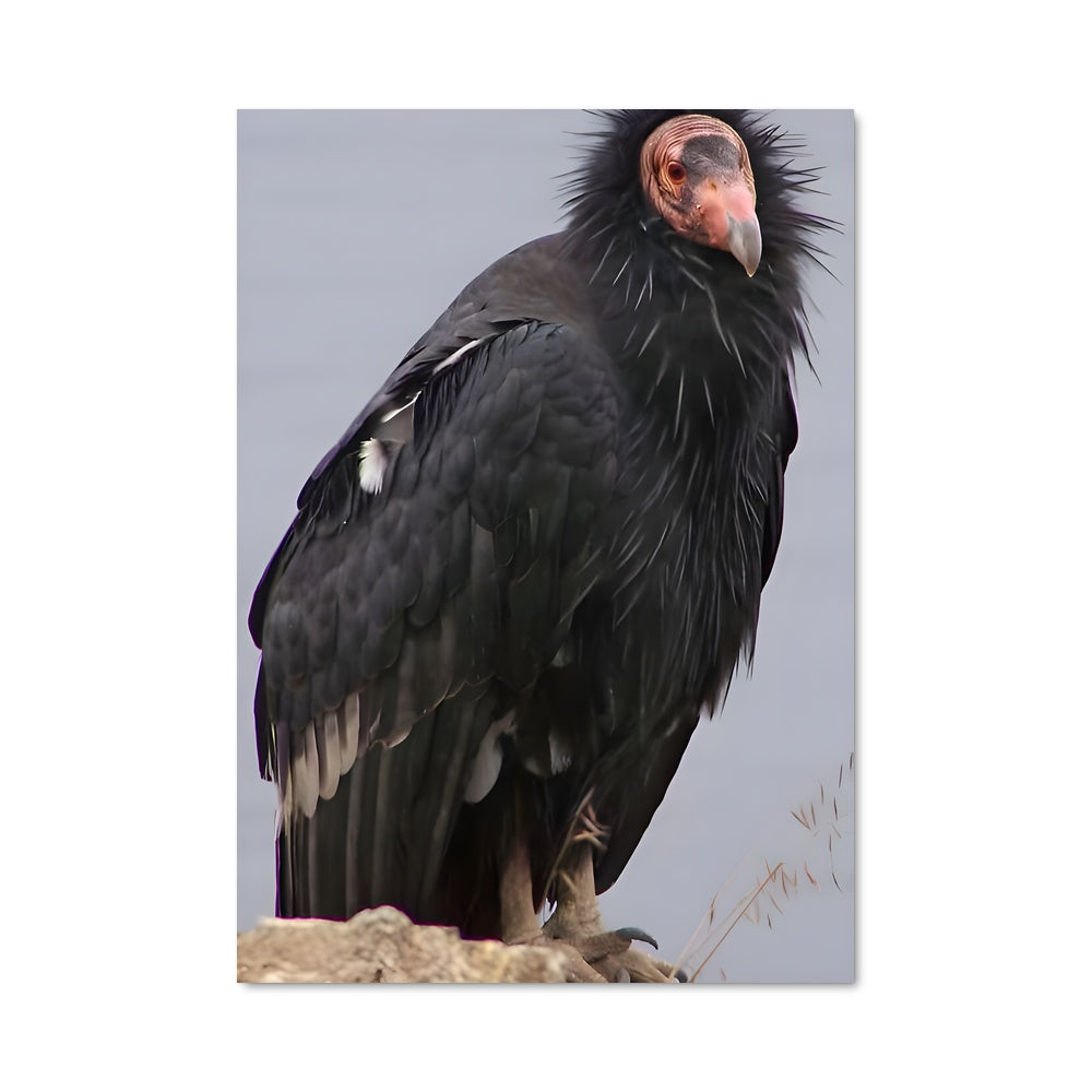 Poster Long Bec Mystique