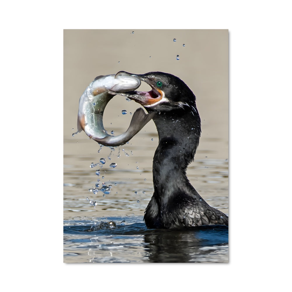 Poster Pêcheur des Cieux