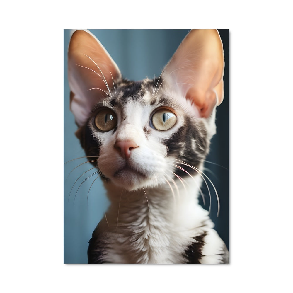 Poster Oreilles de Velours