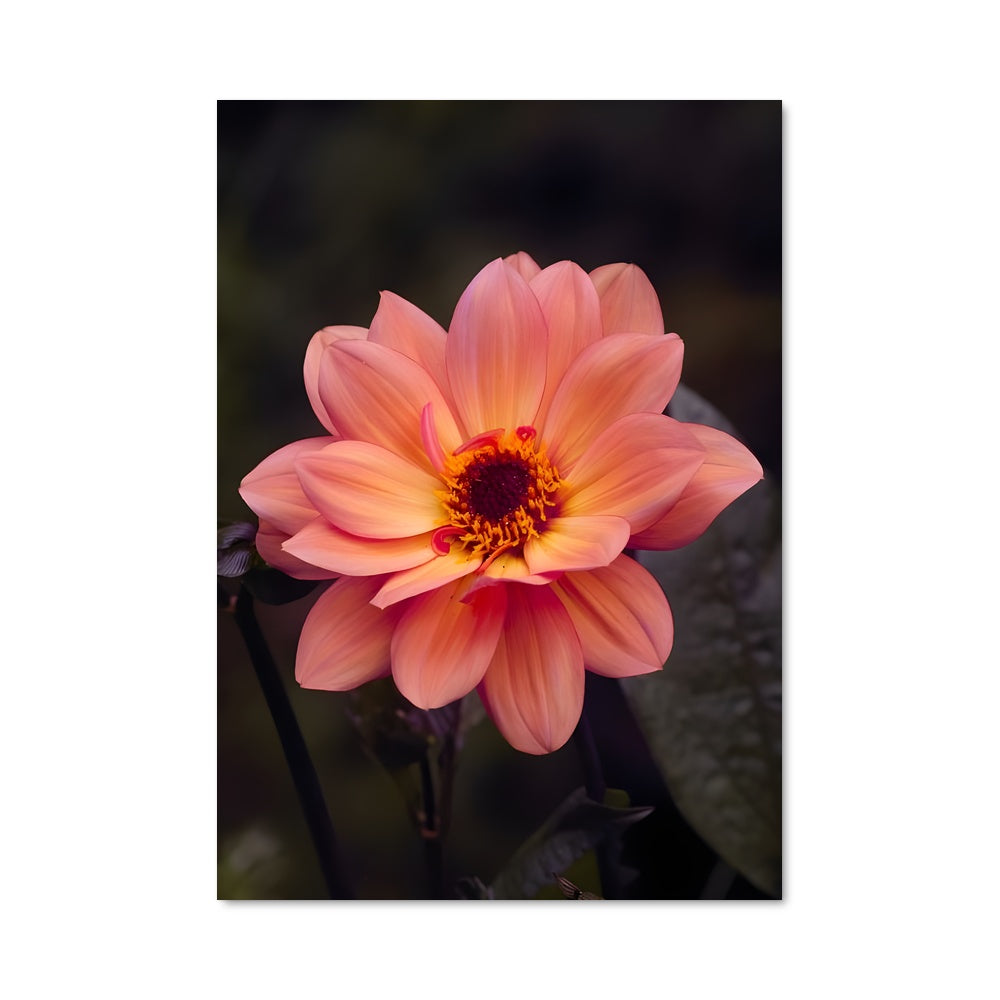 Poster Fleur de Jardin