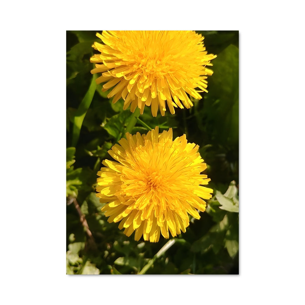 Poster Dandelion 96528