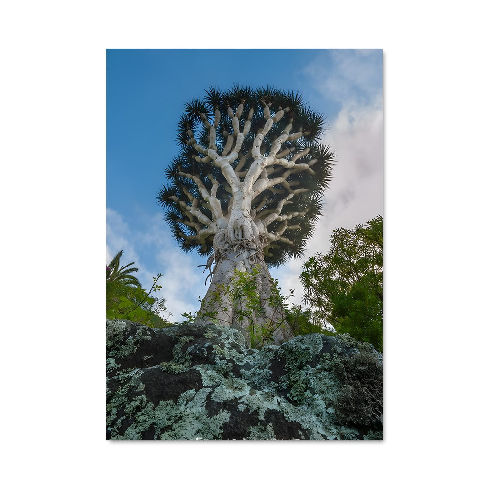 Poster Arbre Draconique