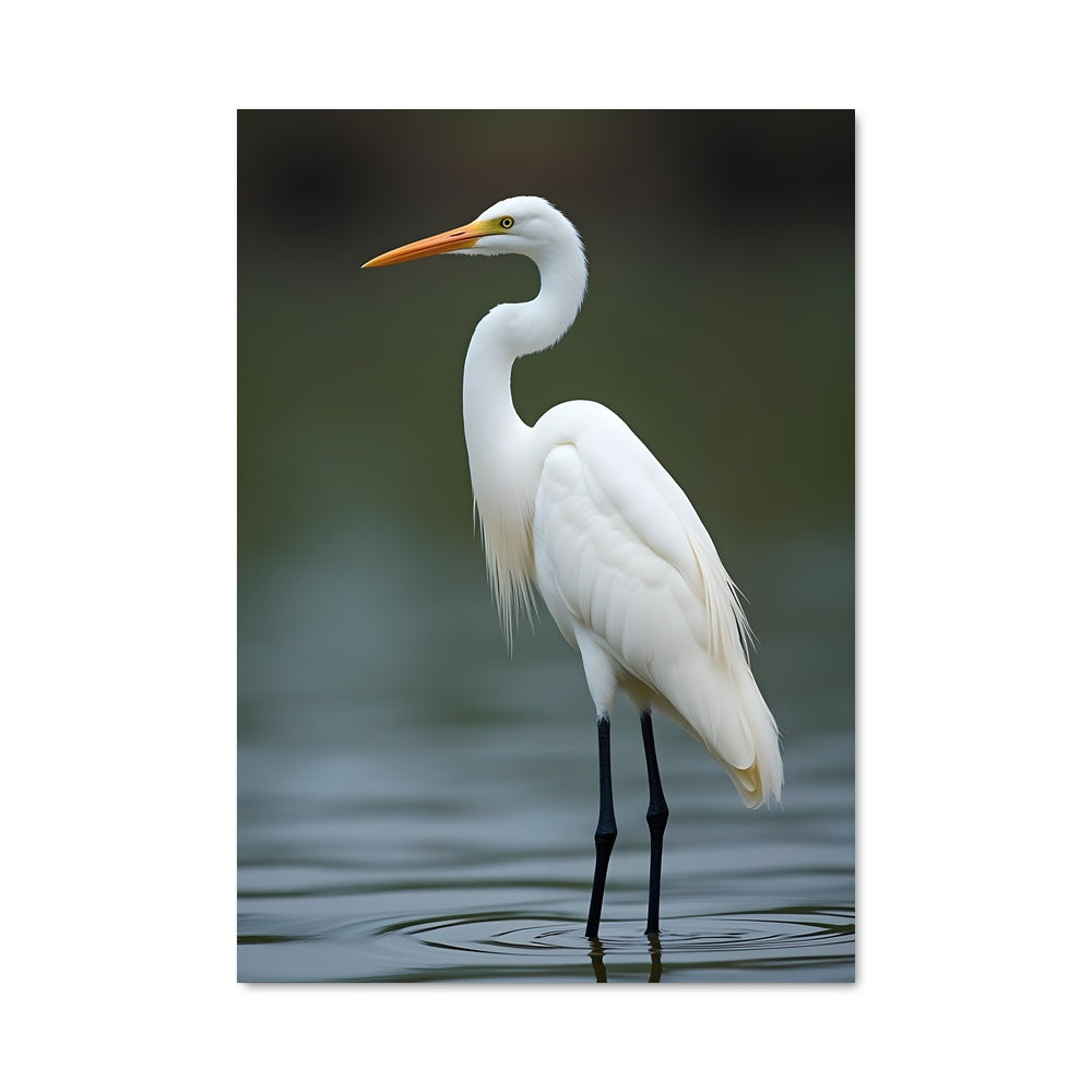 Poster Aigrette Éternelle