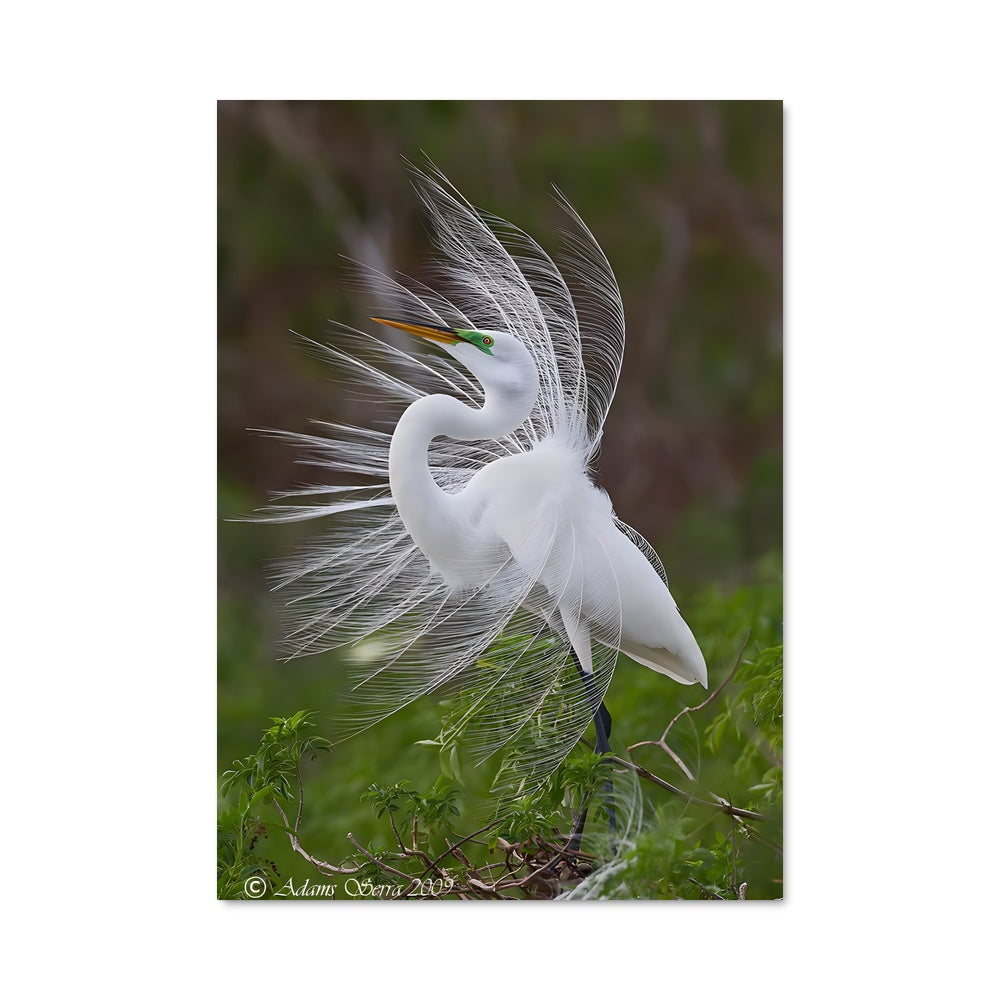 Poster Aigrette Majestueuse
