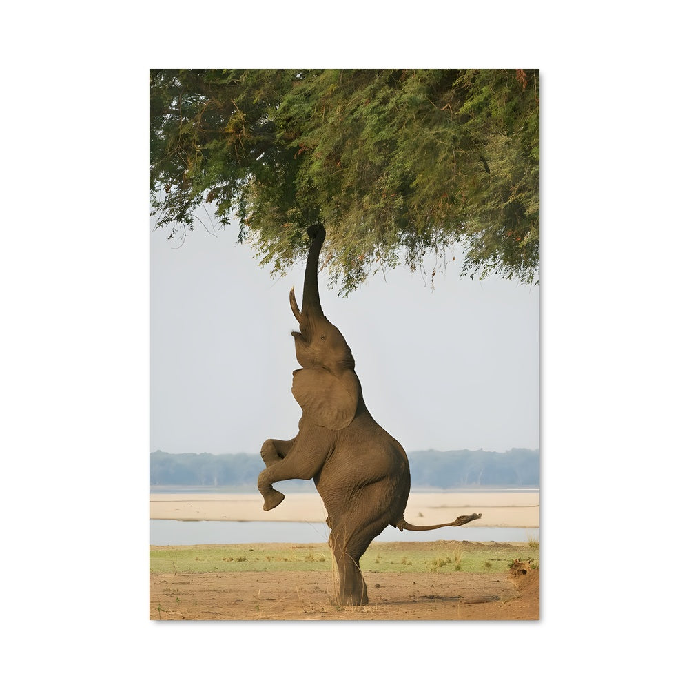 Poster Sous l'Arbre Majestueux