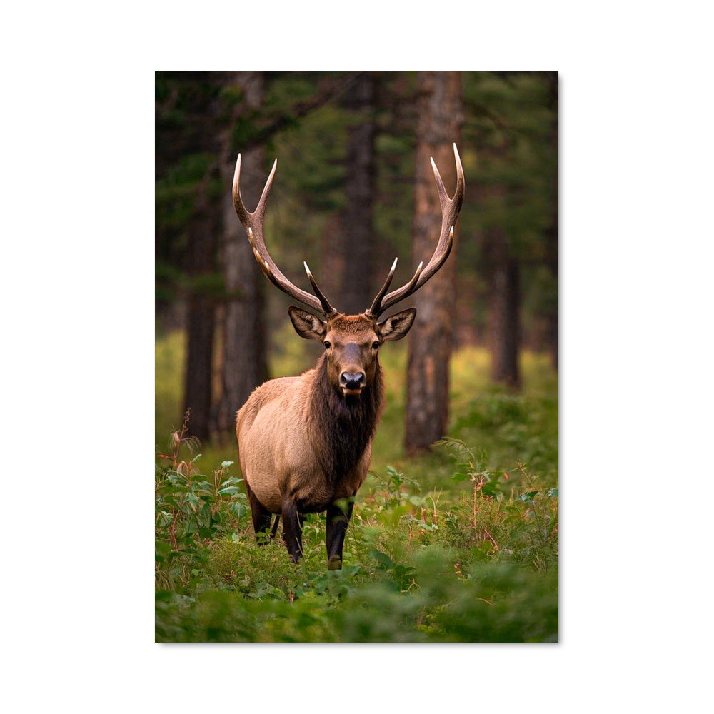 Poster L'Élan Sauvage