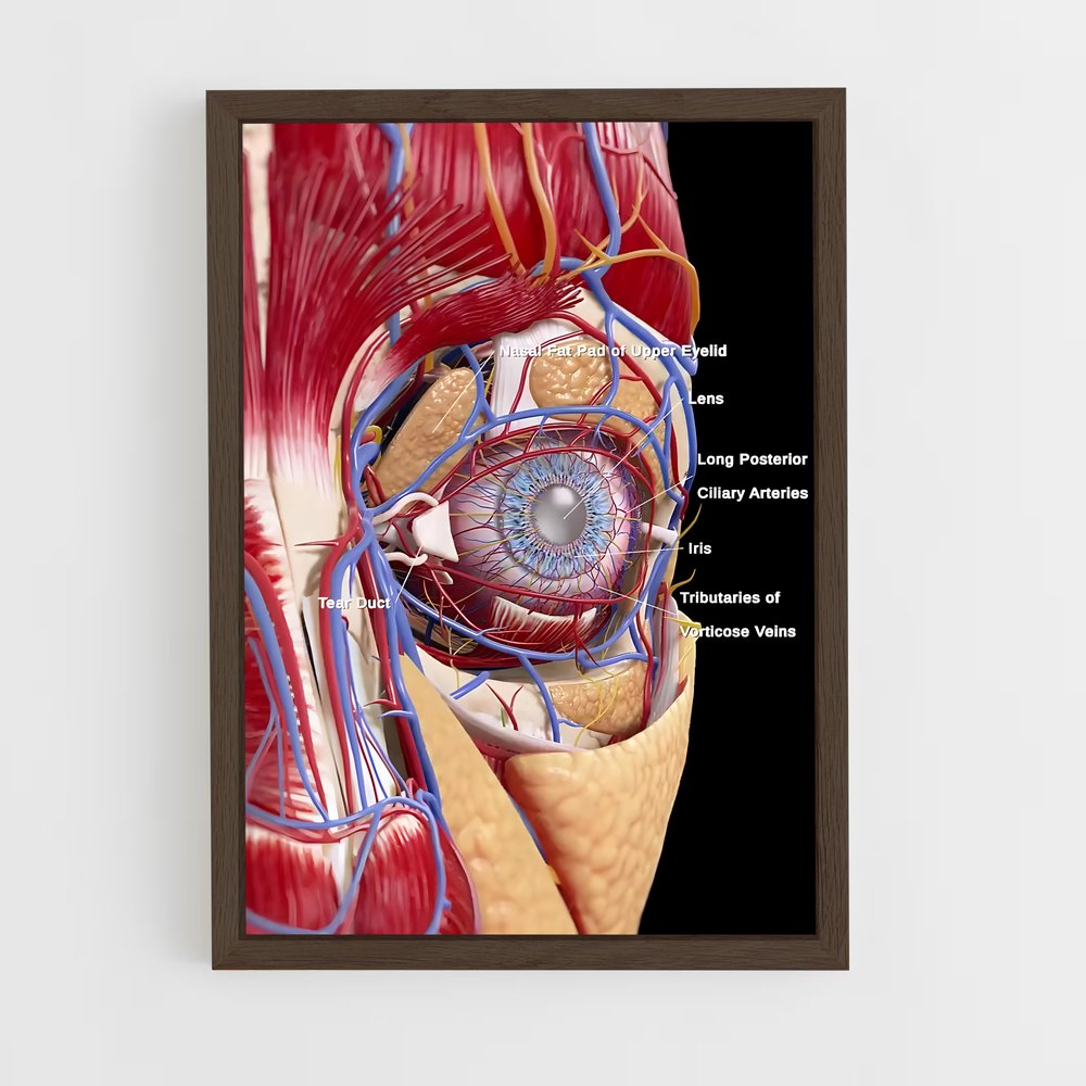 ap-eye anatomy-2 cadre Bois foncé