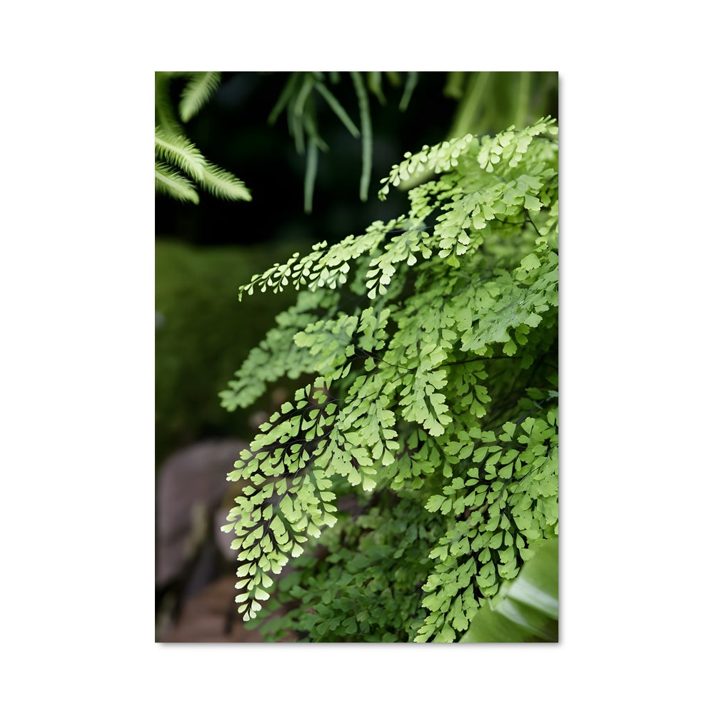 Poster Feuilles de Fougère