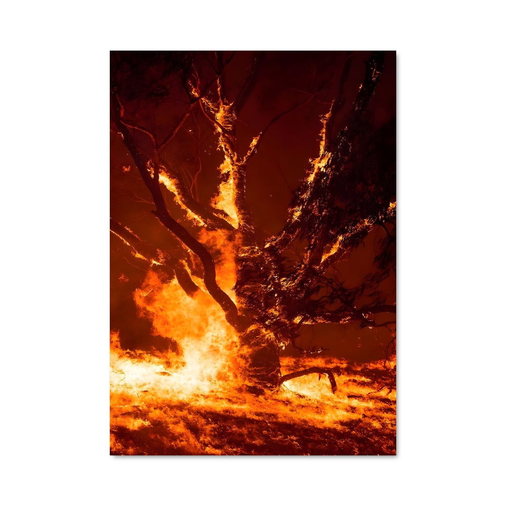 Poster L'Arbre en Flammes