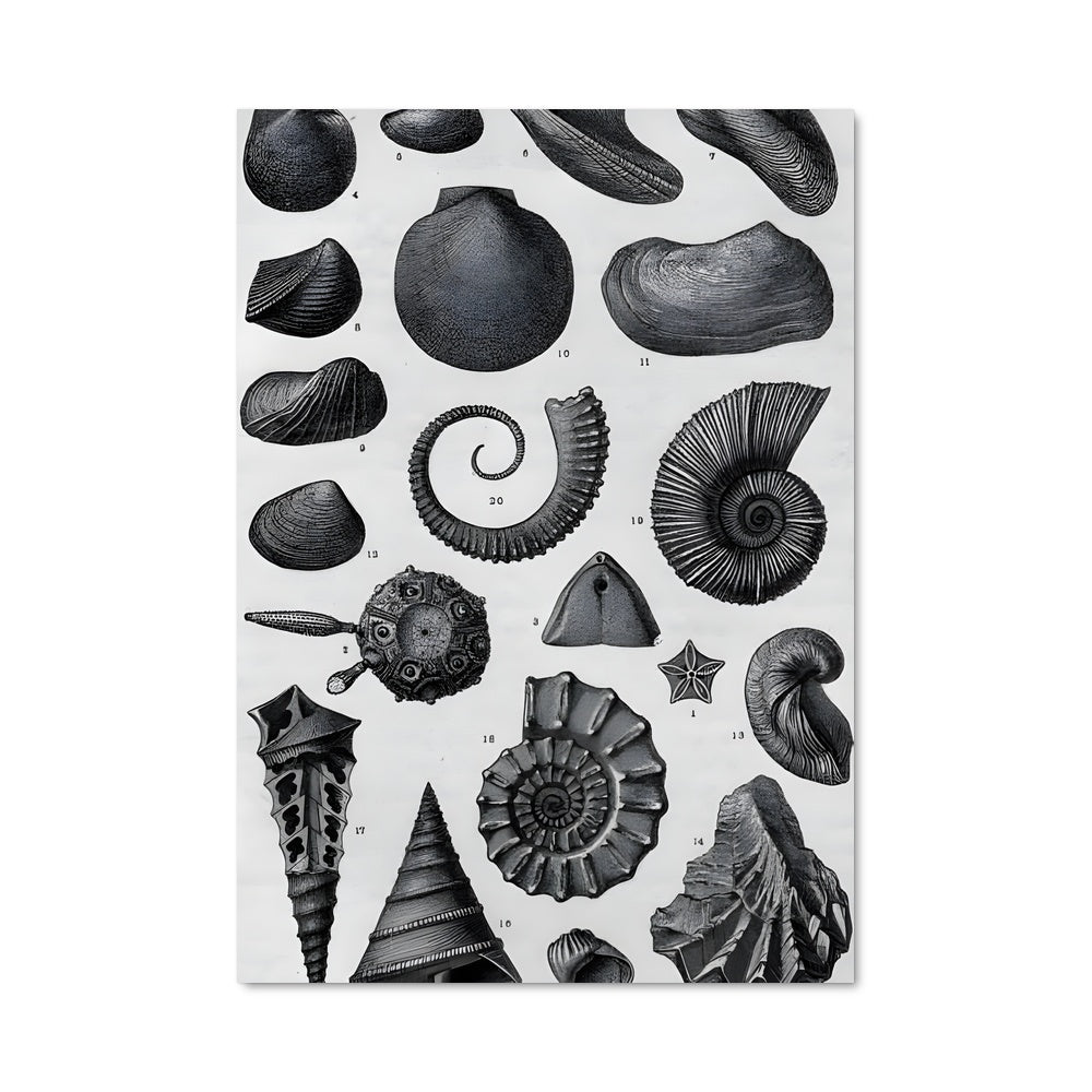 Poster Coquillages Éternels