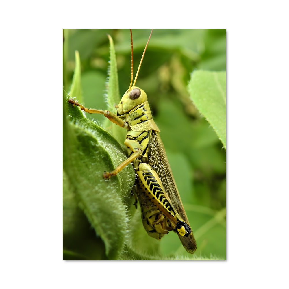 Poster La Sauterelle Radieuse