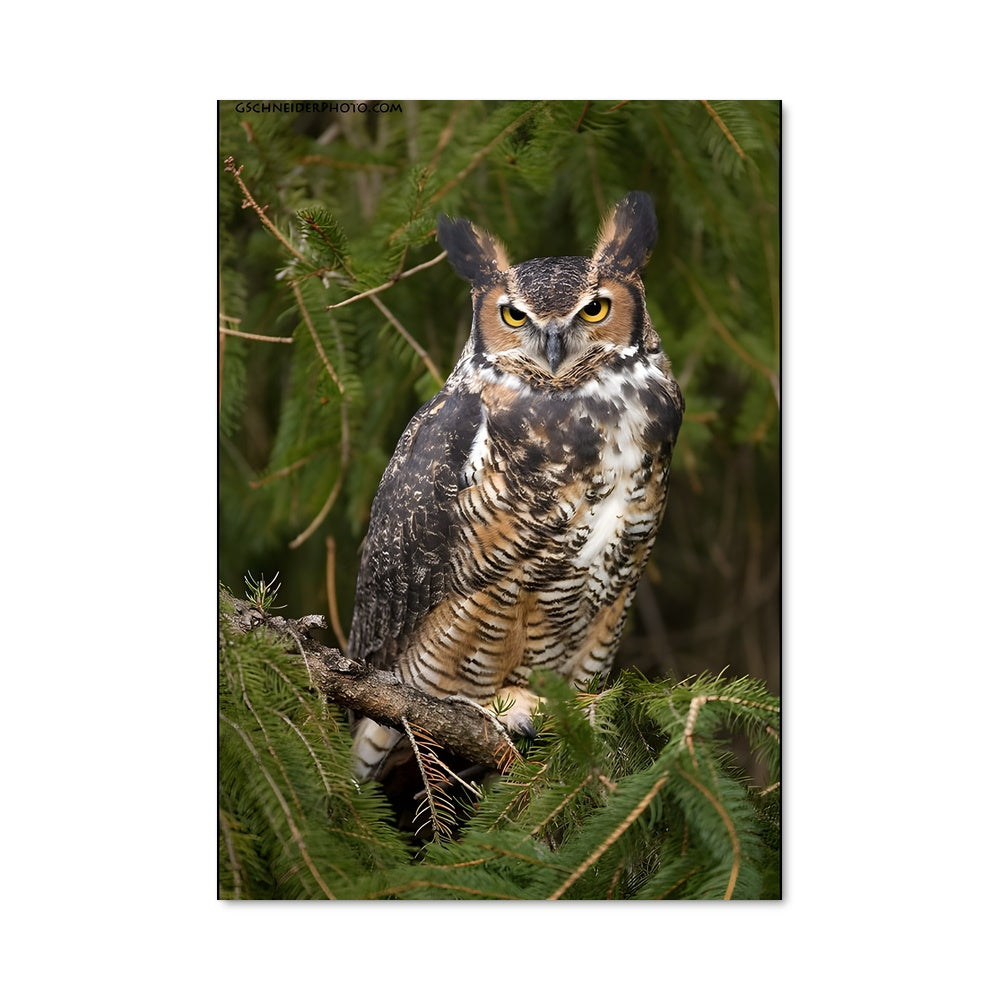 Poster Hibou Grand-Duc