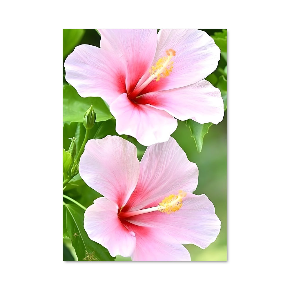Poster Hibiscus Éclat