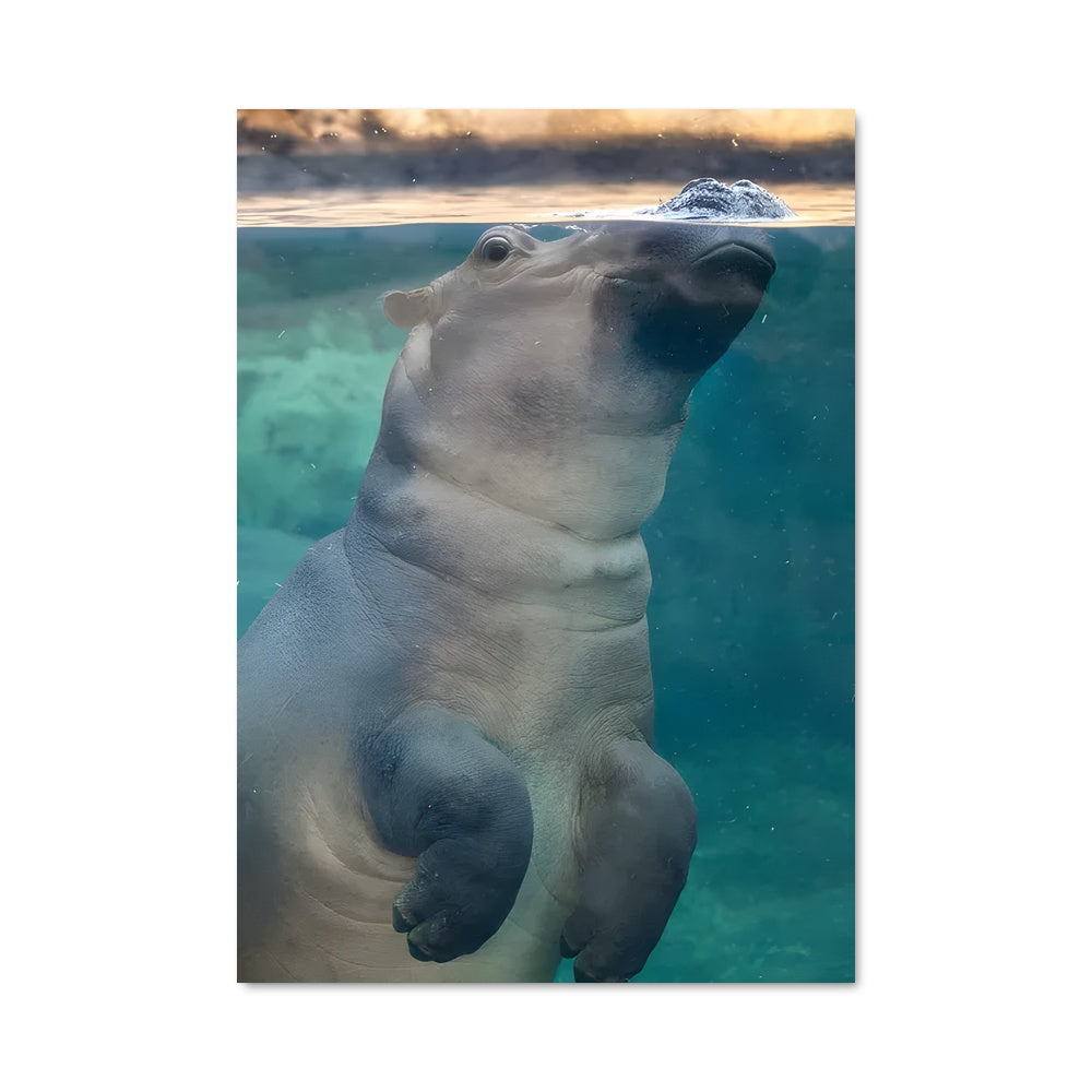 Poster Hippopotamus Enchanteur