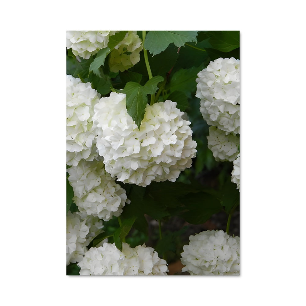 Poster Hydrangea Élégante