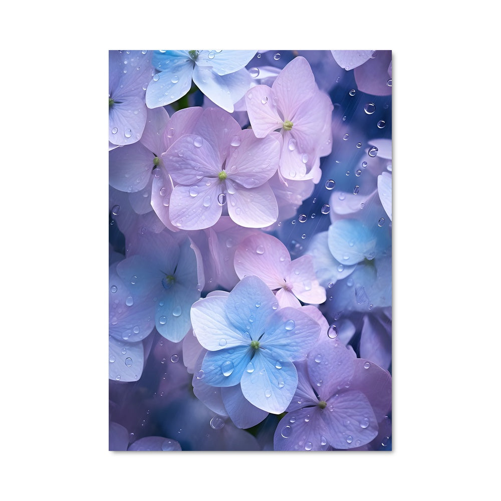 Poster Hydrangea Serenity