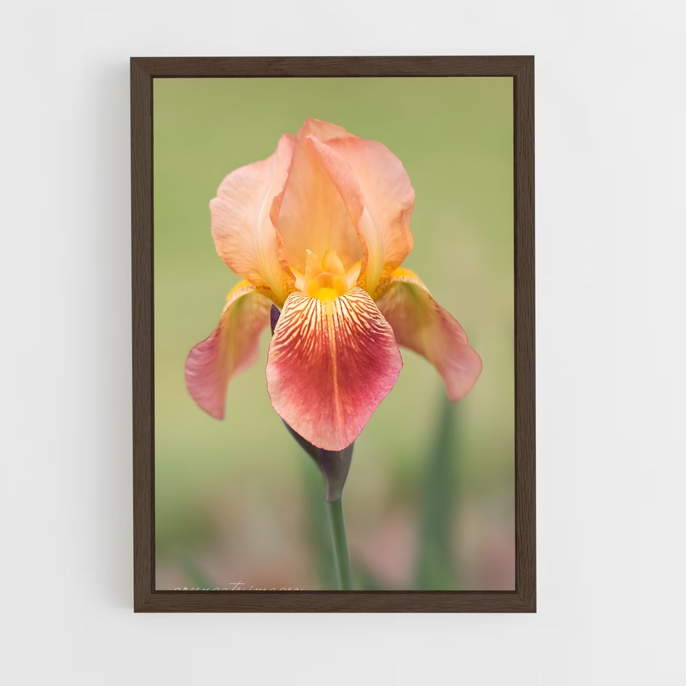 ap-iris-10 cadre Bois foncé