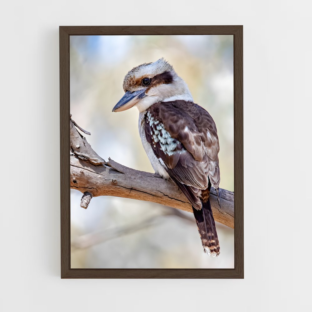 ap-kookaburra-6 cadre Bois foncé