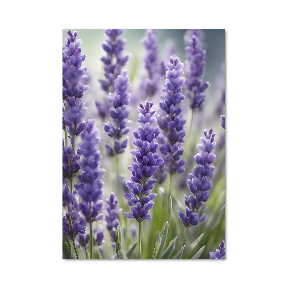 Poster Jardin de Lavande