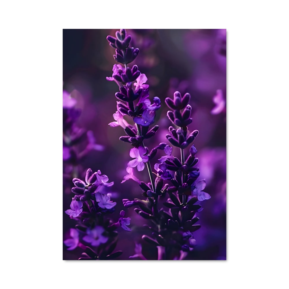 Poster Lavender 96613