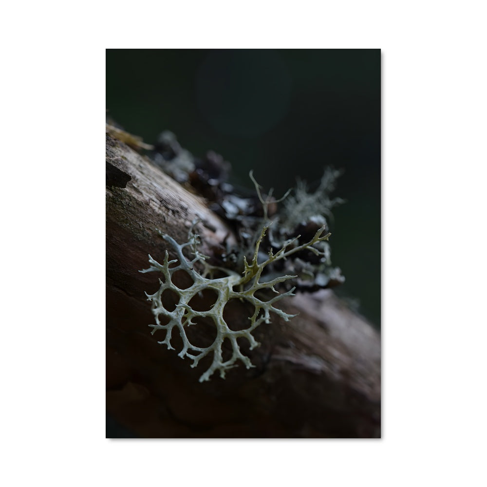 Poster Lichen Émeraude