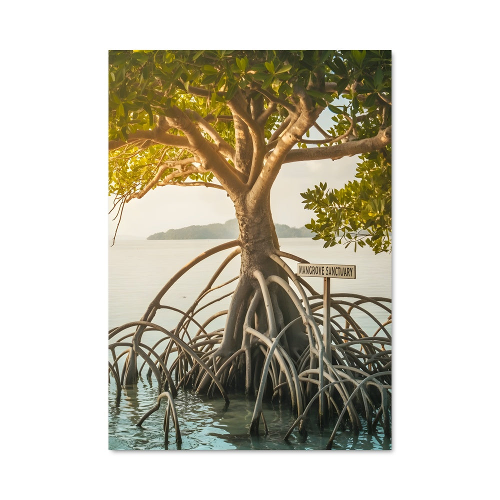 Poster Lumières de Mangrove