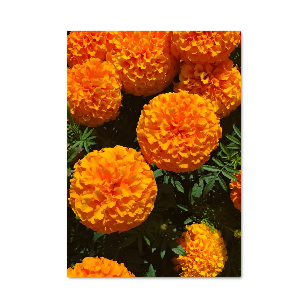 Poster Fleurs de Marnie