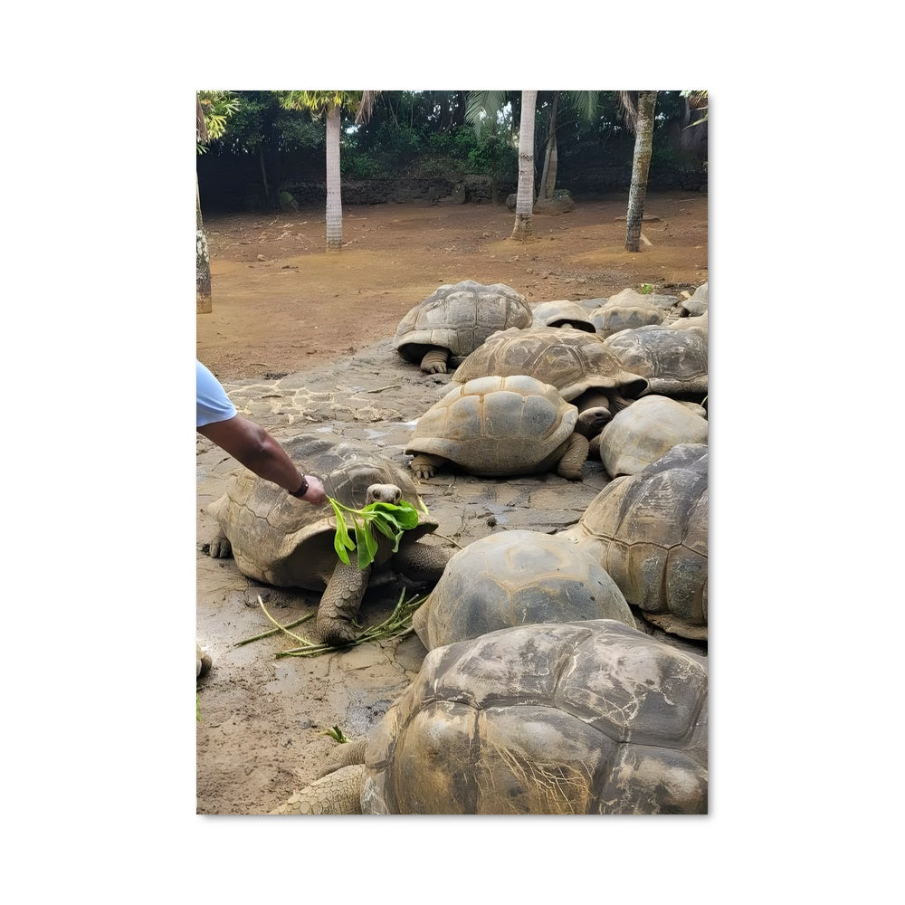 Poster Gardien des Tortues